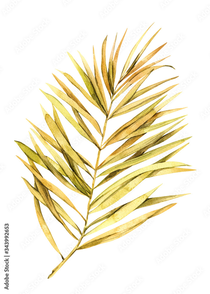 Tropical palm leaf on an isolated background, watercolor painting, botanical illustration, floral design, stock illustration. Tropical palm leaf on an isolated background, watercolor painting, botanical illustration, floral design, stock illustration.