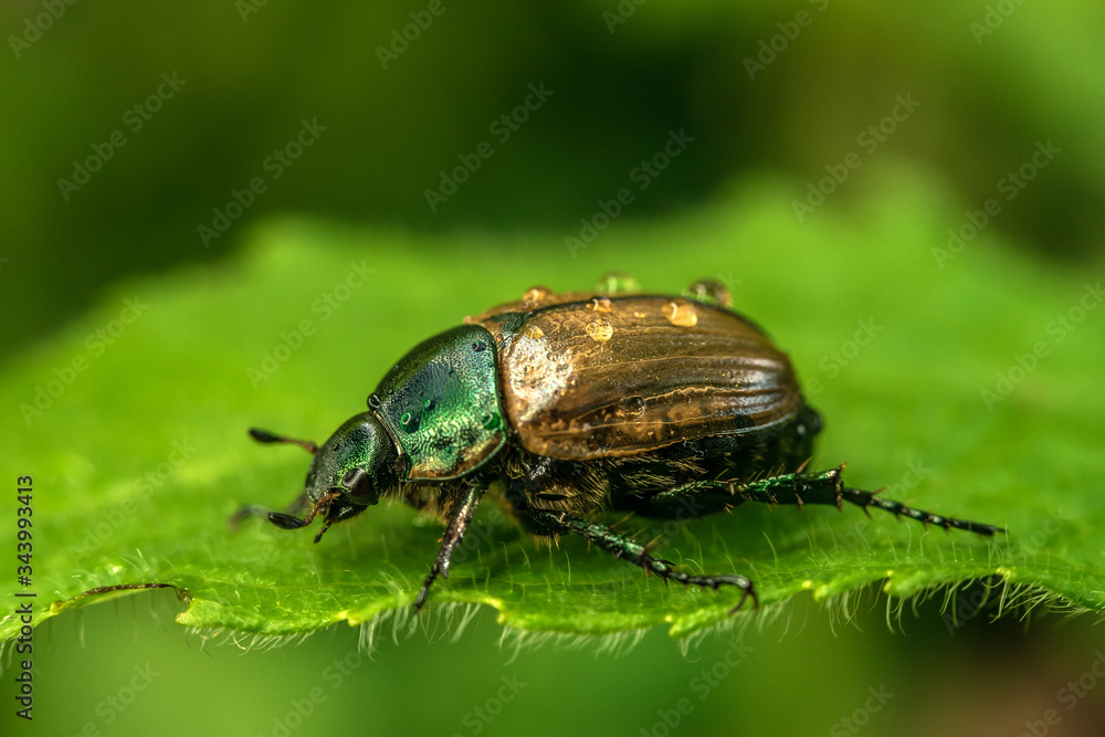 A huge may bug, raindrops on its back, in the garden on the green grass. A huge may bug, raindrops on its back, in the garden on the green grass.