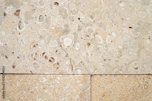 The decorated wall is made of carved pressed shell rock. Large inclusions of shells on a light yellow background for design on a building architectural theme.