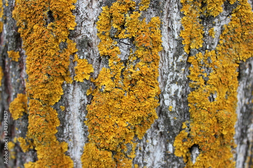 The photo shows the bark of a tree