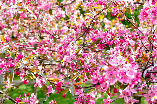 Branches with sakura flowers. Close-up