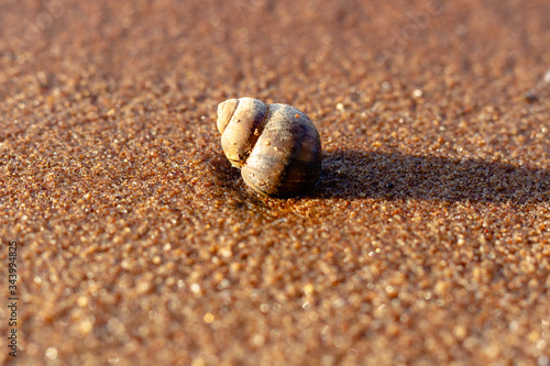 Snail on wet sand. Close-up.