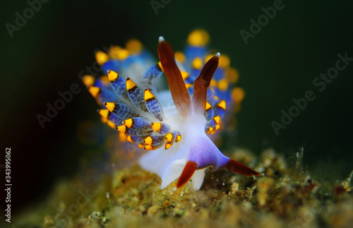 Fotografie The nudibranch Cuthona sp.
