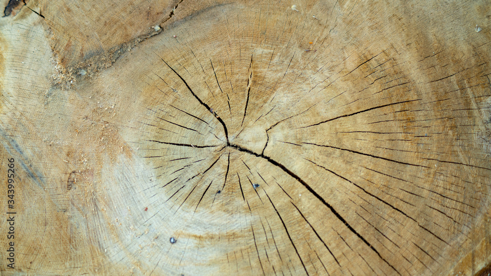 Close-up of a cut, cracked tree trunk
