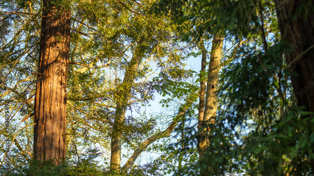 Sheltered under the large trees, the last rays of sun shining with golden light, the trunk of a redwood tree
Sheltered under the large trees, the last rays of sun shining with golden light, the trunk of a redwood tree