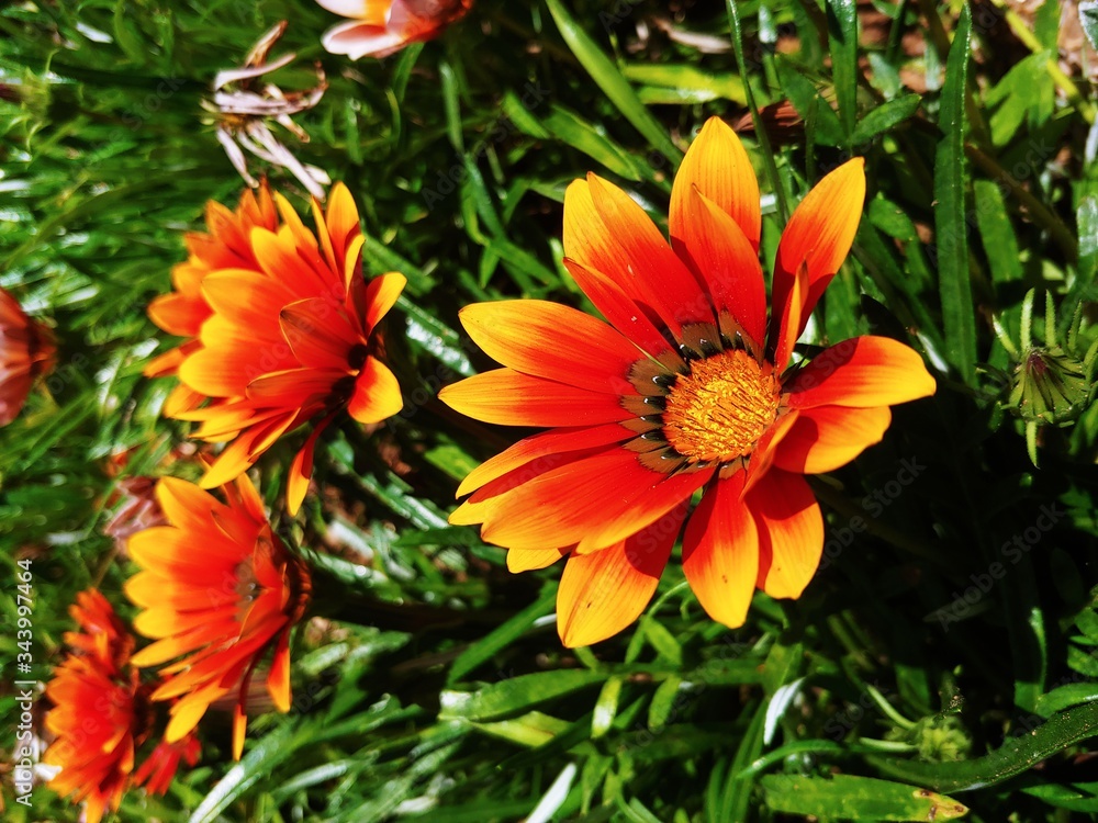 flame gazenias flame gazenias