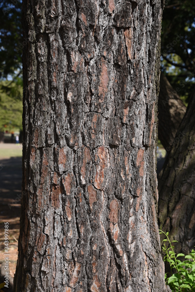 Japanese black pine bark / Pinaceae evergreen coniferous tall tree