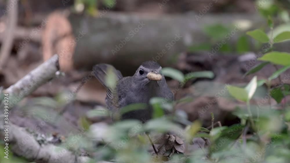 Gray catbird foraging for food eating a nut on the ground in Orlando Florida Gray catbird foraging for food eating a nut on the ground in Orlando Florida
