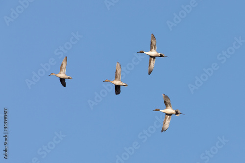 Northern Pintail Duck Flock in Alaska