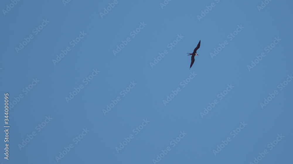 pássaro marinho voando no céu azul