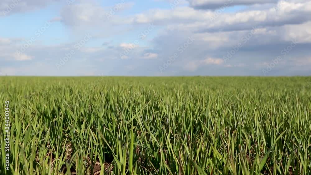 Green wheat grass sprouts field on windy day. Spring sunny day with clouds in countryside agriculture static slow motion video Green wheat grass sprouts field on windy day. Spring sunny day with clouds in countryside agriculture static slow motion video
