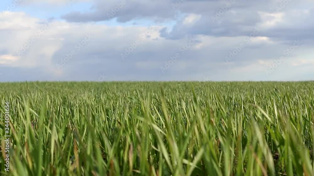 Green wheat grass sprouts field waving on windy day. Spring sunny day with clouds in countryside agriculture static video Green wheat grass sprouts field waving on windy day. Spring sunny day with clouds in countryside agriculture static video