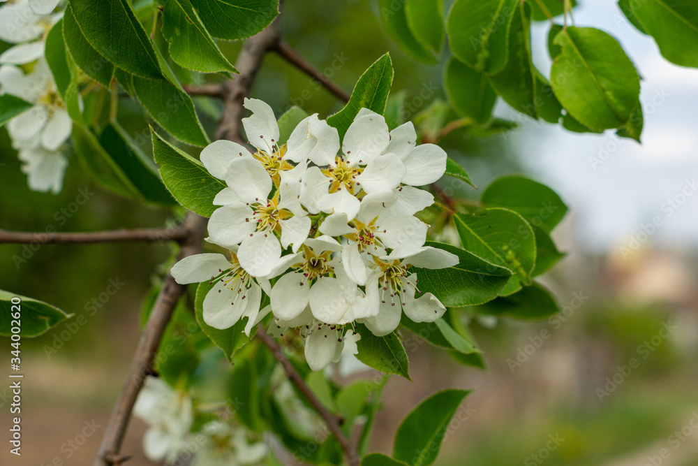 Fototapeta premium white and dense blossom on tree in spring