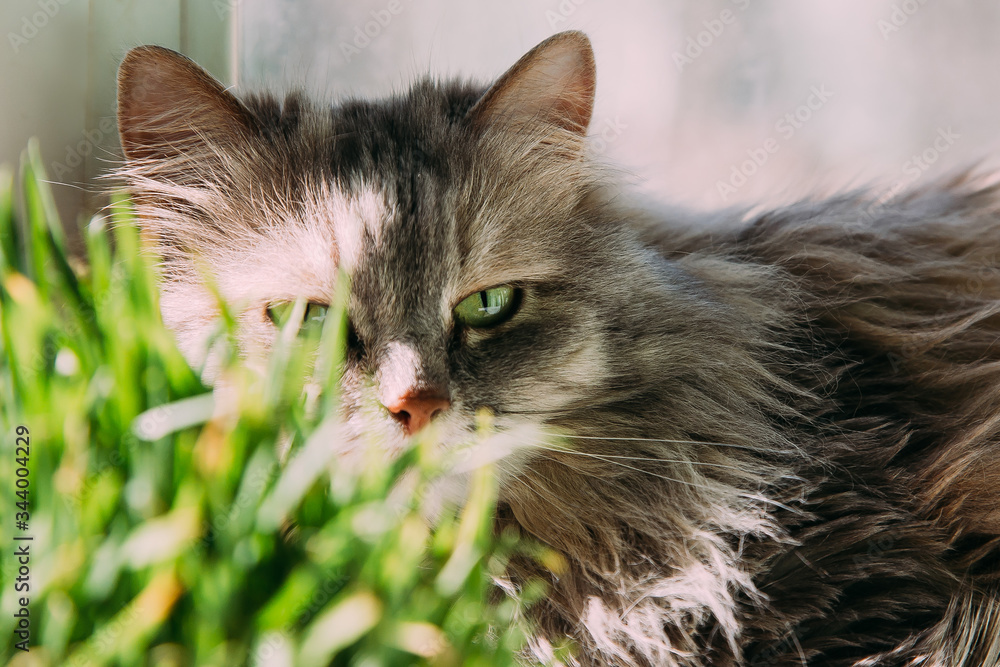 Cat basks in the spring sun.