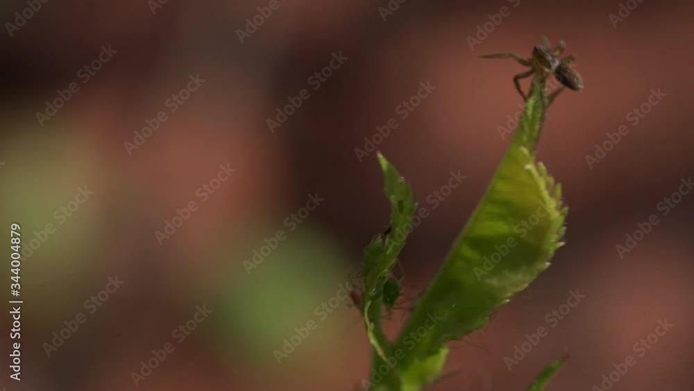 Spider on leaf with aphids UK 4K