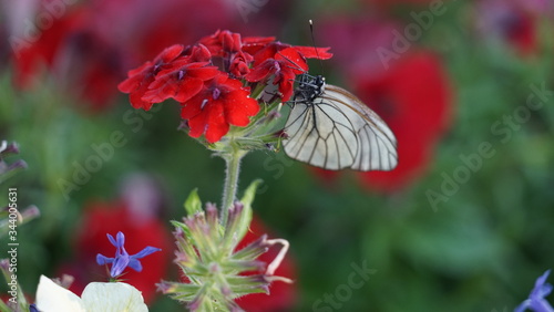 Fototapeta Naklejka Na Ścianę i Meble -  butterflies on flowers