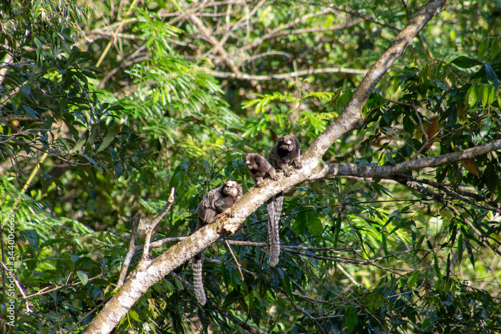 little monkeys on tree