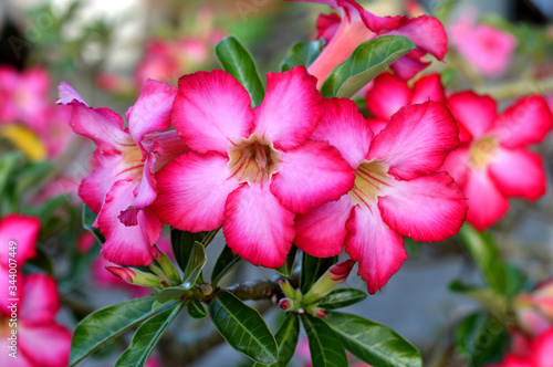 Konstfotografi pink desert rose
