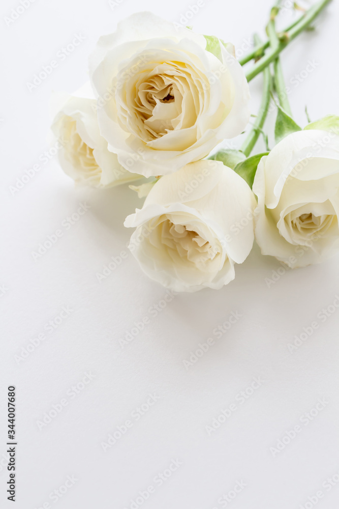  White Rose. Flower background image.