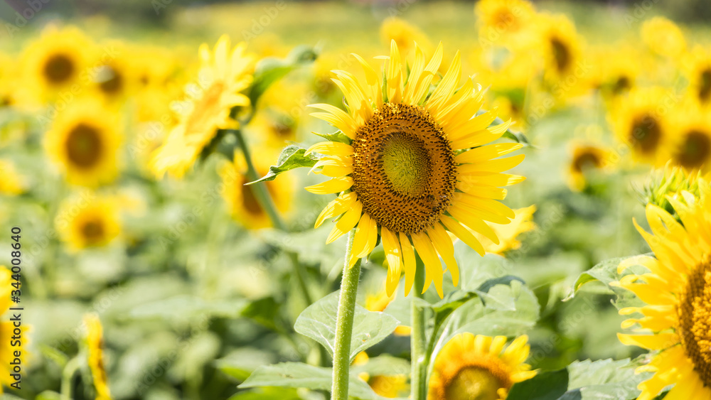 Obraz premium 群生するヒマワリの花 
