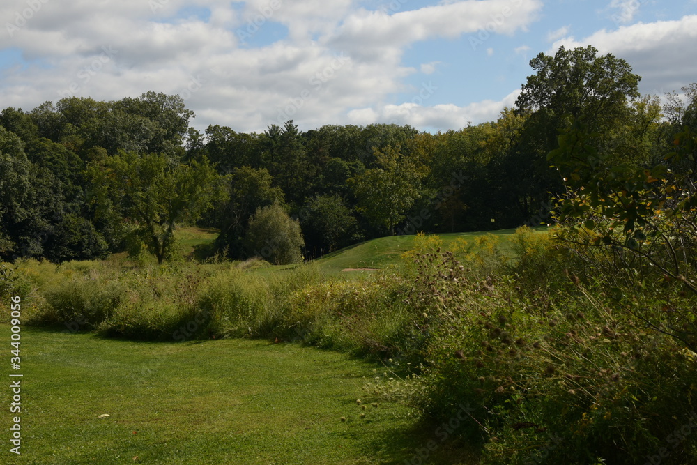scenic view of green grass and trees lining a forest on a sunny summer day scenic view of green grass and trees lining a forest on a sunny summer day