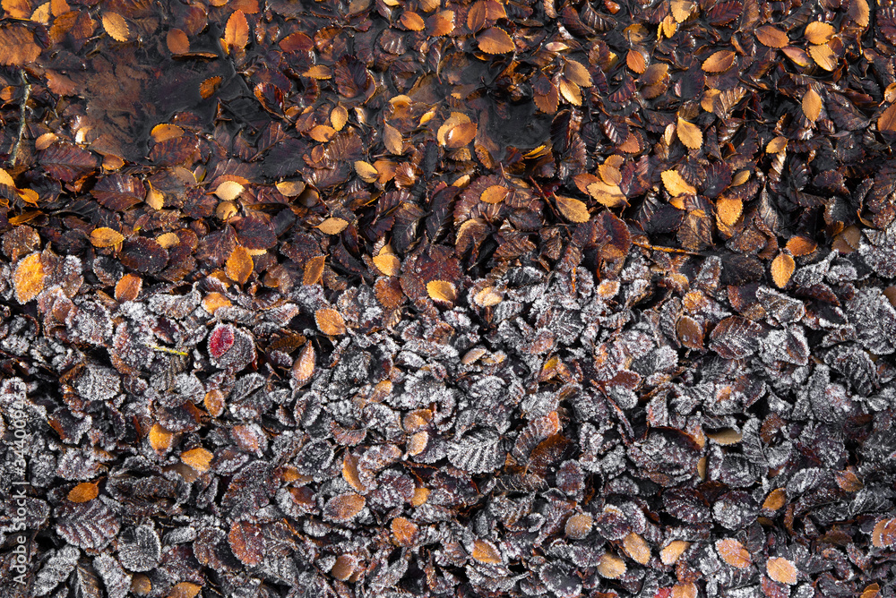 frozen leaves on the water frozen leaves on the water