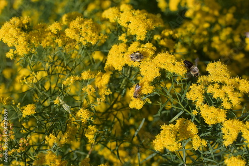 bees rest on yellow flowers on a sunny summer afternoon 