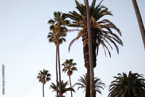 palm trees in the wind