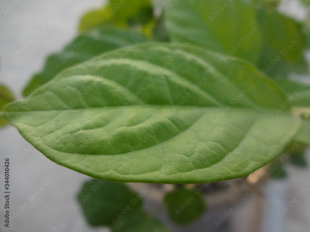 close up of a leaf close up of a leaf
