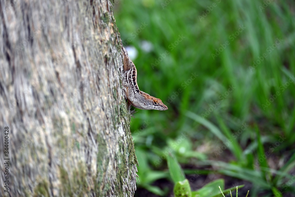 Obraz premium lizard on a tree hunting, Florida lizard