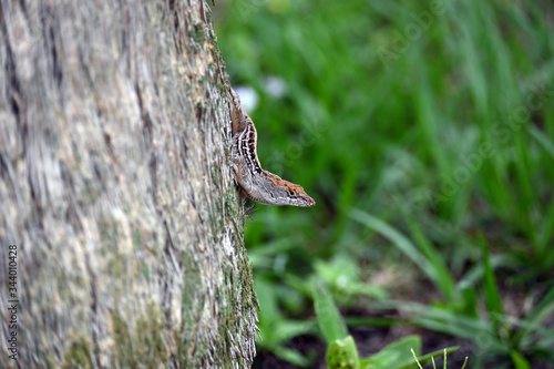 lizard on a tree hunting, Florida lizard
