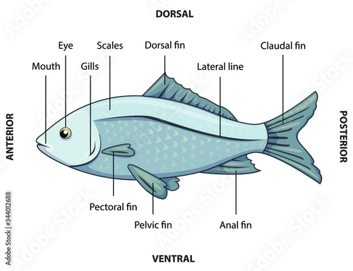 Vector illustration of a grey fish with labeled parts.
