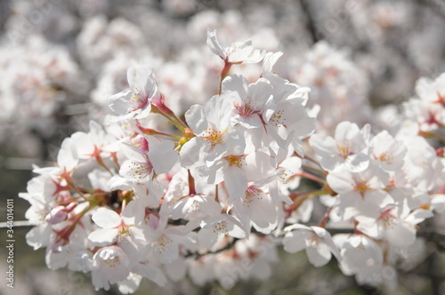 桜