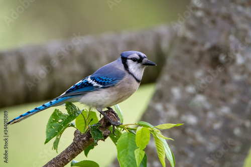 Blue Jay Perched on a Branch