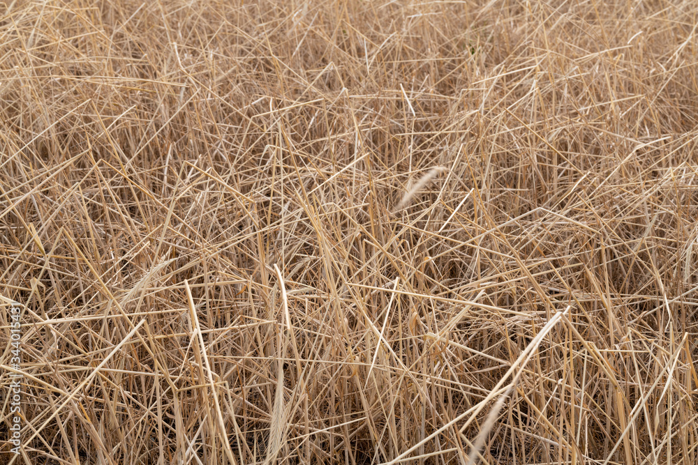 Young hay field in late spring with vibrant colors. Agricultural background. Young hay field in late spring with vibrant colors. Agricultural background.