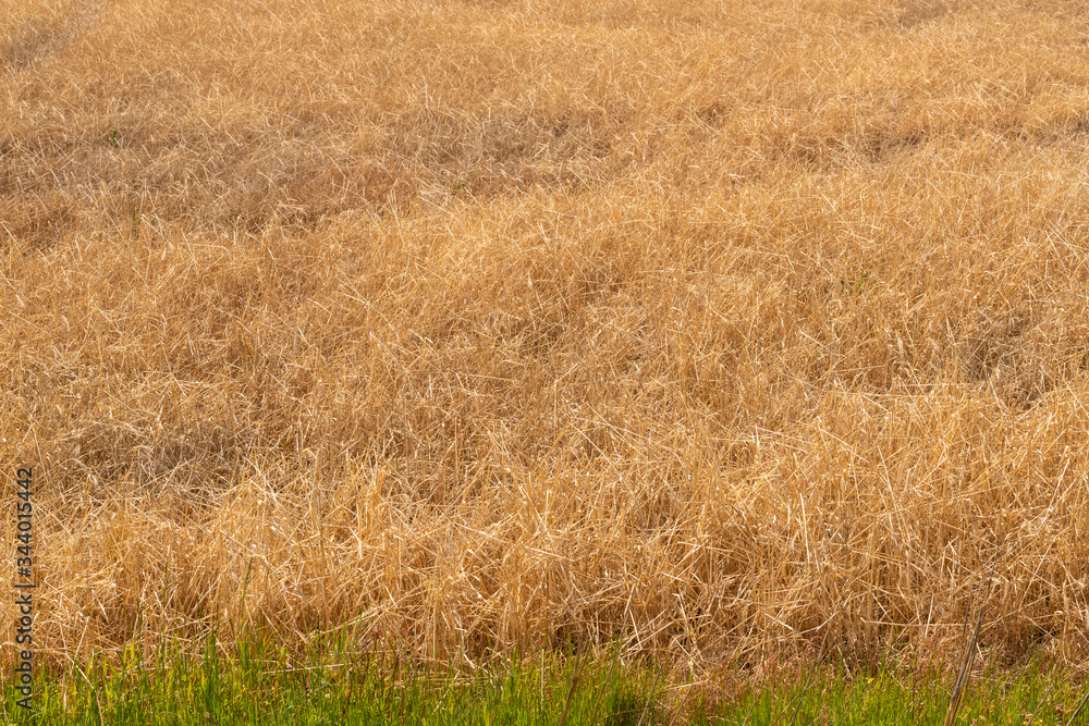 Fototapeta premium Young hay field in late spring with vibrant colors. Agricultural background.
