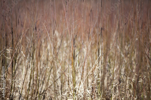 Dry grass background. Plants in the field