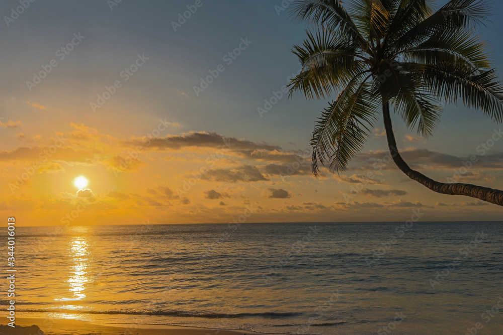 palm tree at sunset