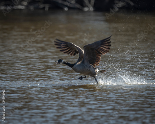 A Canadian Goose Running on the Water Taking Flight and Calling