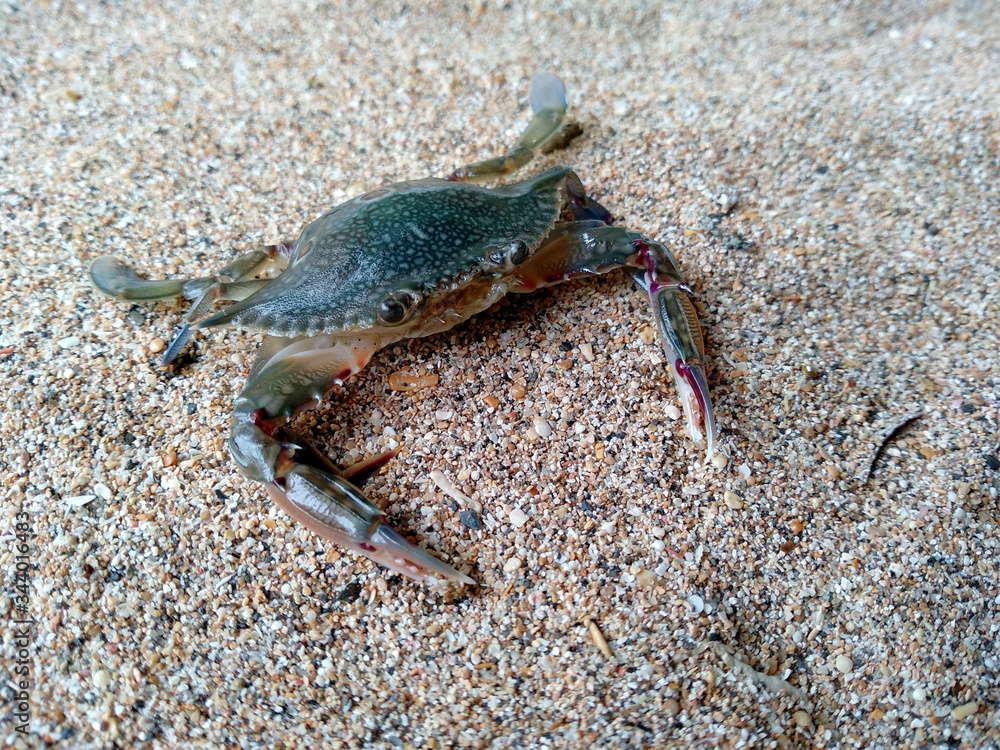 Crab with sand. Crab isolated on sand background. ( Crabs on a beach sand ) Crab with sand. Crab isolated on sand background. ( Crabs on a beach sand )