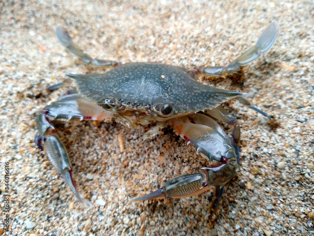 Crab with sand. Crab isolated on sand background. ( Crabs on a beach sand ) Crab with sand. Crab isolated on sand background. ( Crabs on a beach sand )