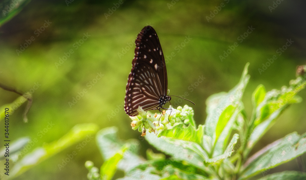 Obraz premium butterfly