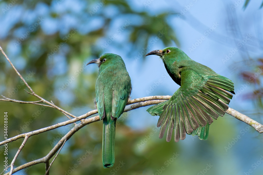 Two Blue-bearded Bee-eater on branch in nature Two Blue-bearded Bee-eater on branch in nature
