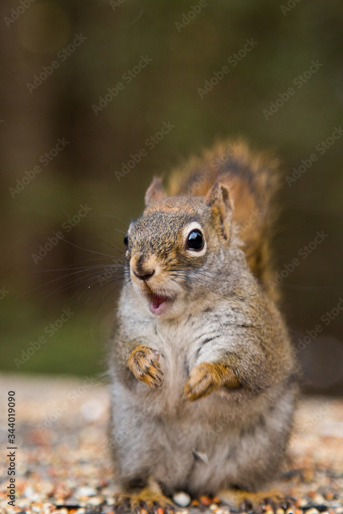 Cute squirrel on a trail in a canadian park Cute squirrel on a trail in a canadian park