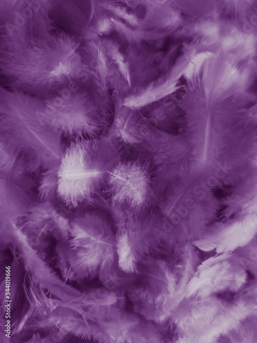 Beautiful abstract white and purple feathers on white background and soft white feather texture on white pattern and purple background  feather pink background   purple banners