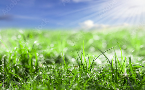 Spring background with green grass and bokeh light with blue sky, Spring time or Environment day concept