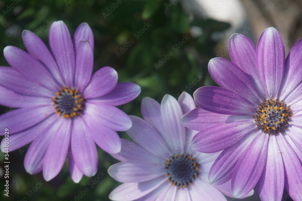 Obraz premium 紫の花