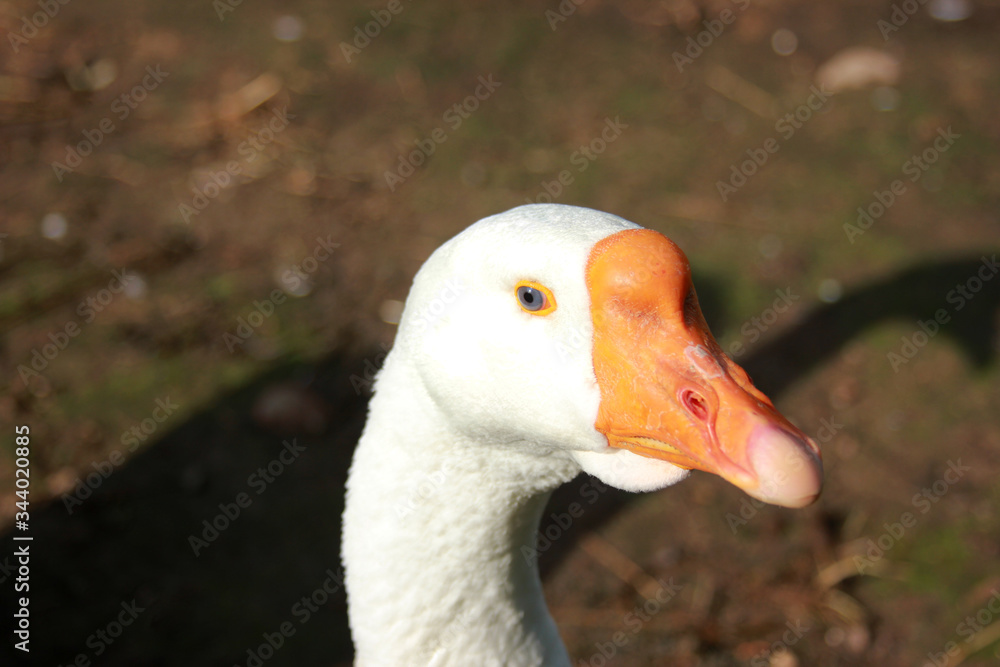 White goose head. Cute blue eye and orange nose close up. Domestic bird outdoors
