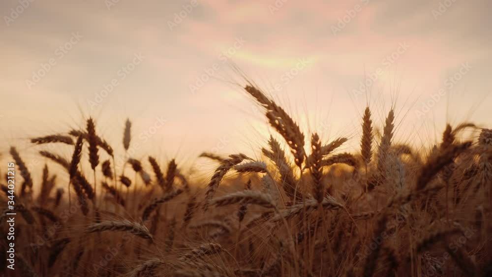 The ears of mature wheat sway in the wind The ears of mature wheat sway in the wind