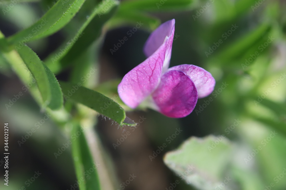 カラスノエンドウ(ヤハズエンドウ)の花 カラスノエンドウ(ヤハズエンドウ)の花